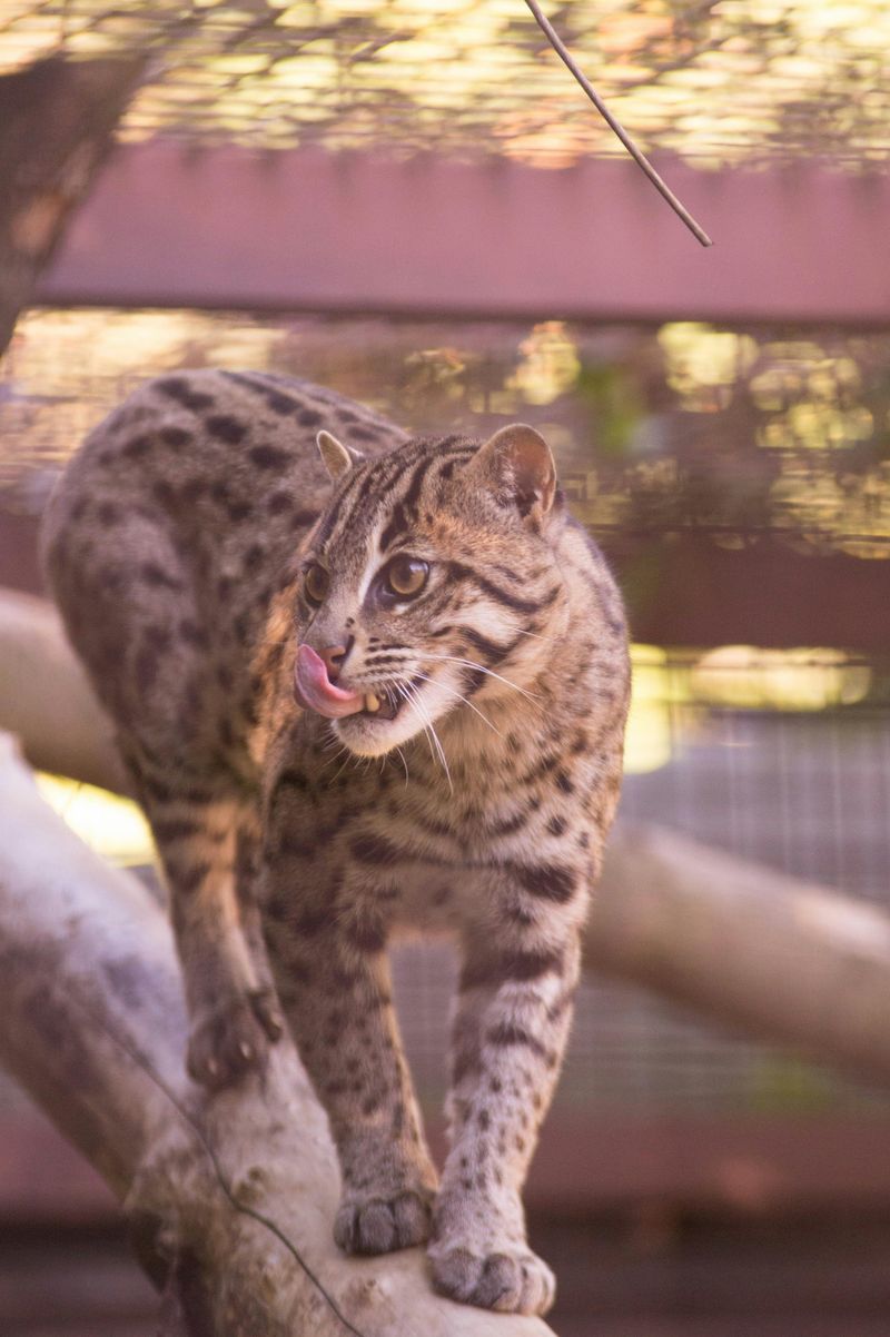 Fishing Cat