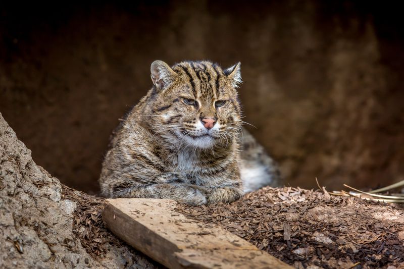 Fishing Cat