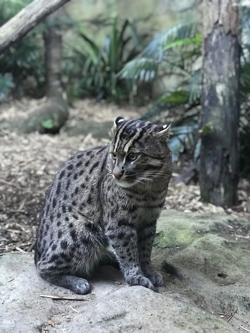 Fishing Cat