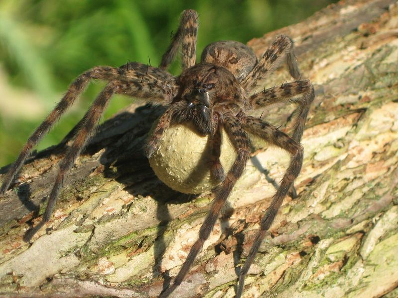 Fishing Spider