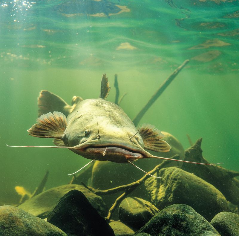 Flathead Catfish