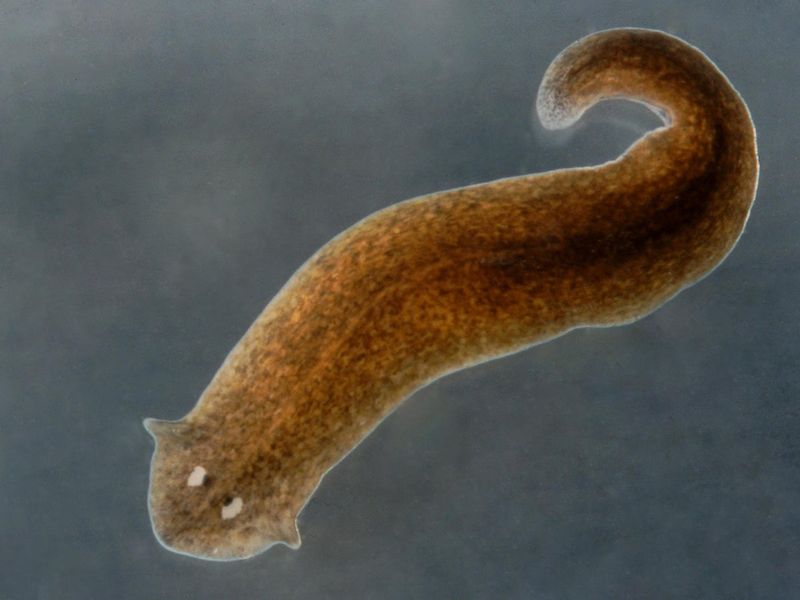 Flatworms