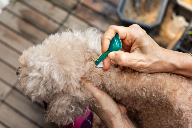 Flea and Tick Prevention