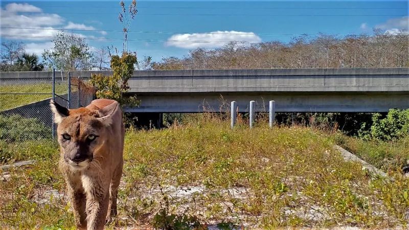 Florida's Panther Crossings