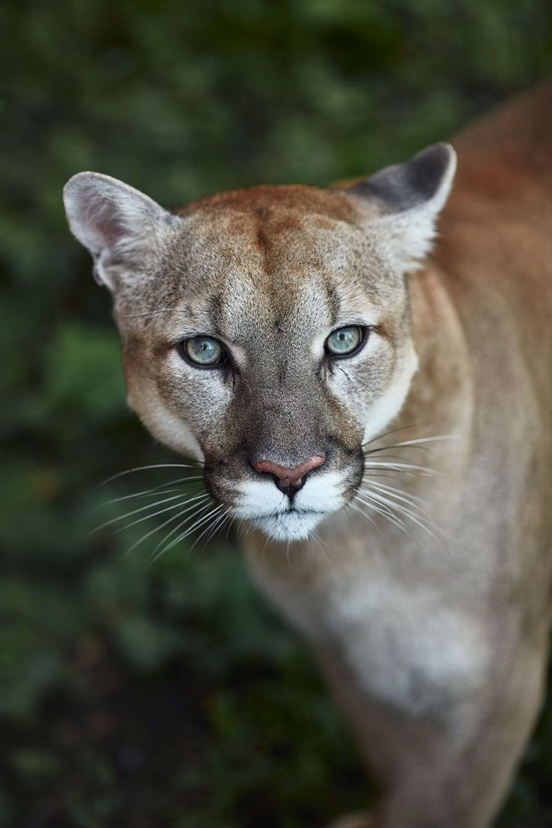 Florida Panther