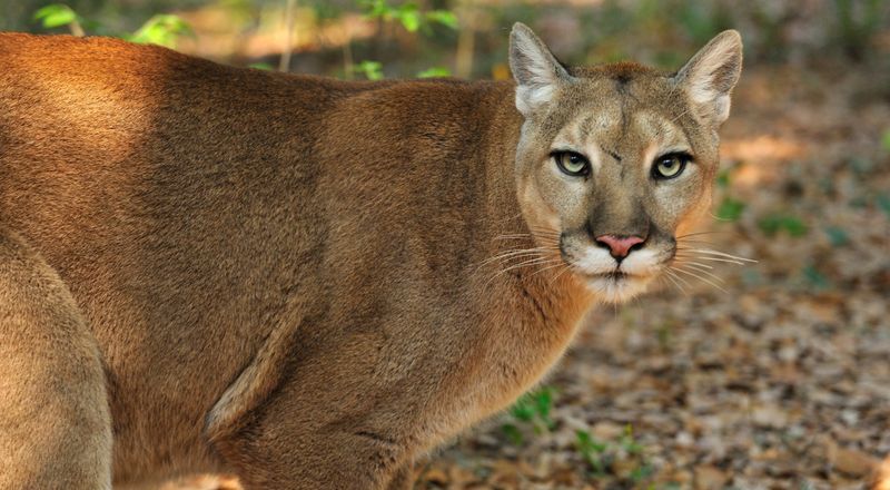 Florida Panther