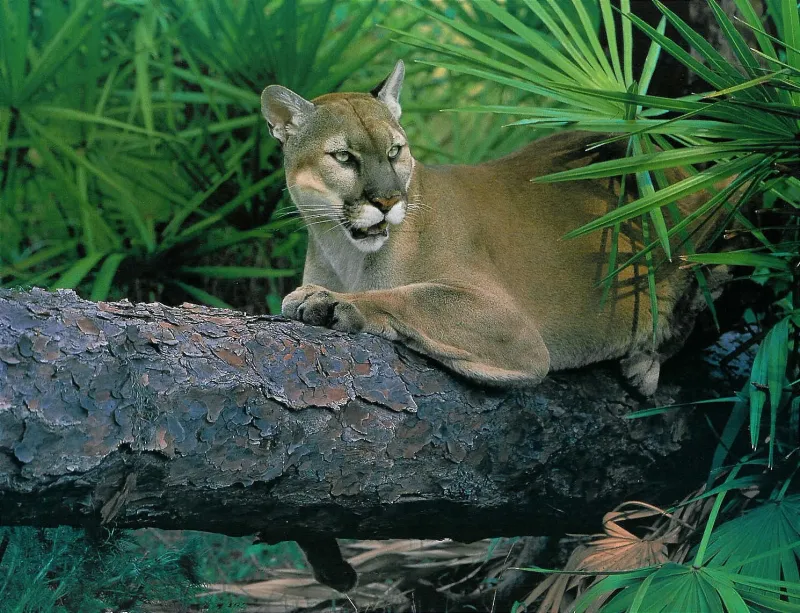 Florida Panther