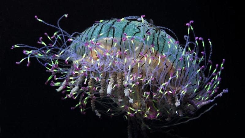 Flower Hat Jellyfish