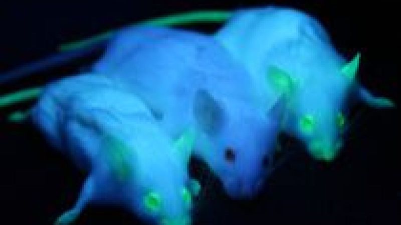 Fluorescent Mice