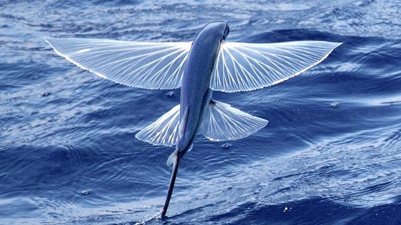 Flying Fish's Gliding Escape