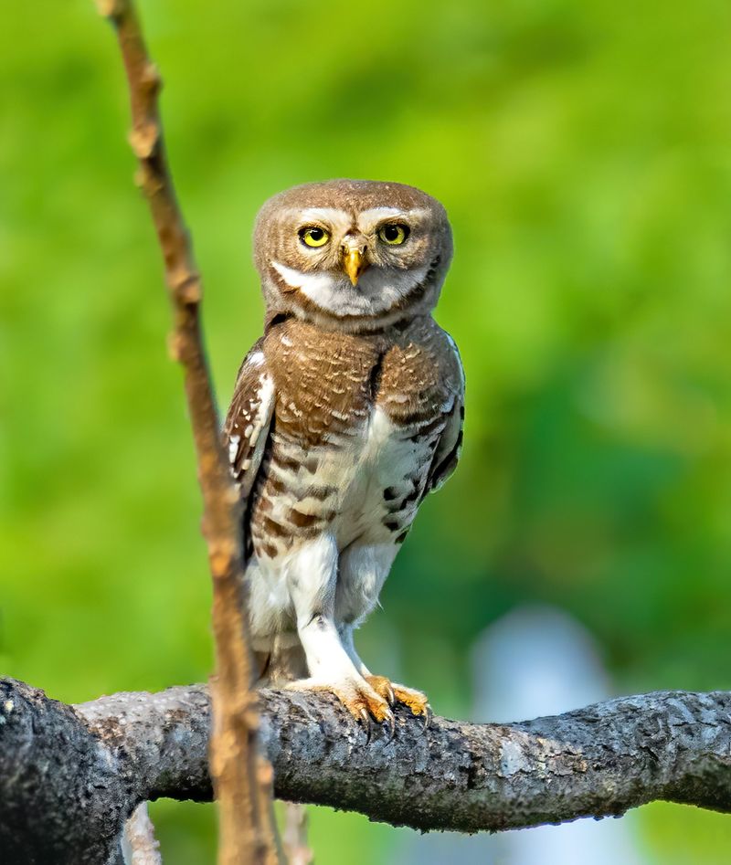 Forest Owlet