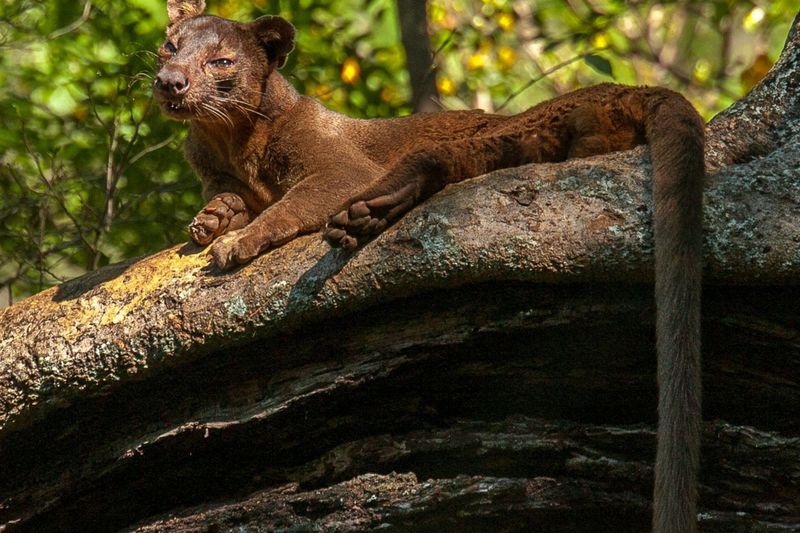 Fossa