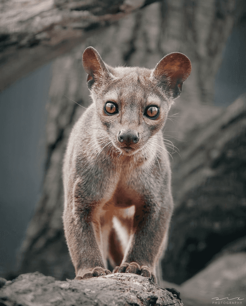 Fossa