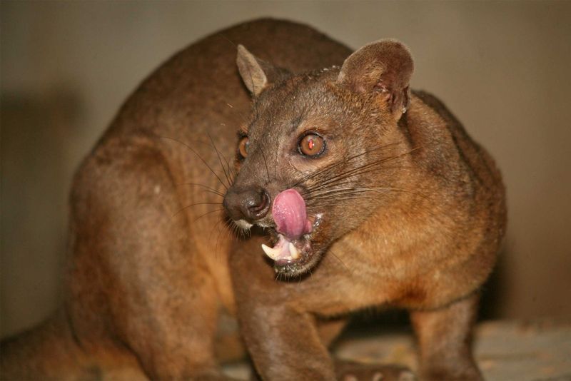 Fossa