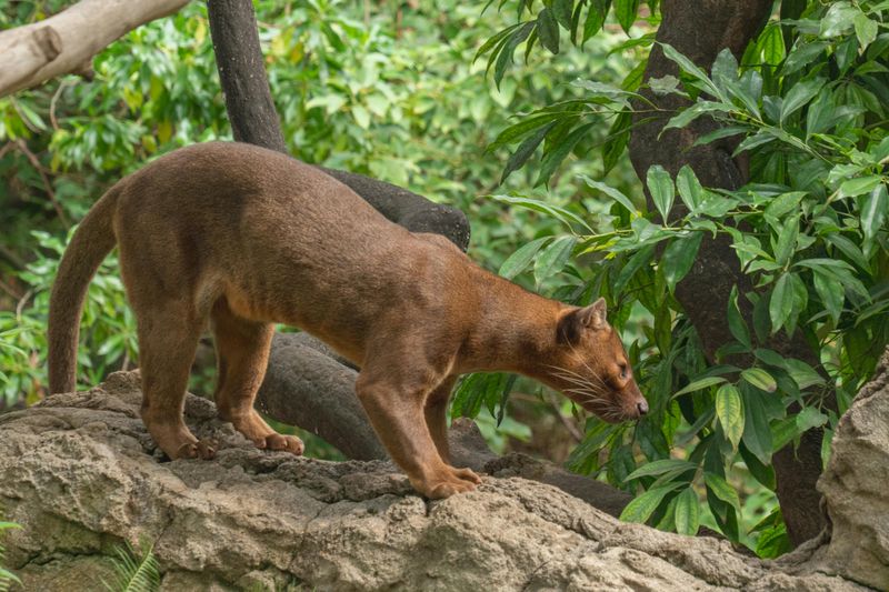 Fossa