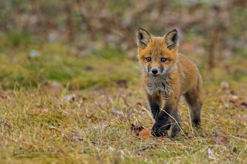 Fox Kit