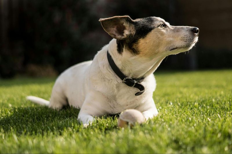 Fox Terrier