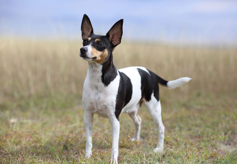 Fox Terrier