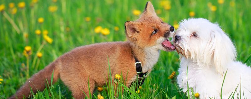 Foxes