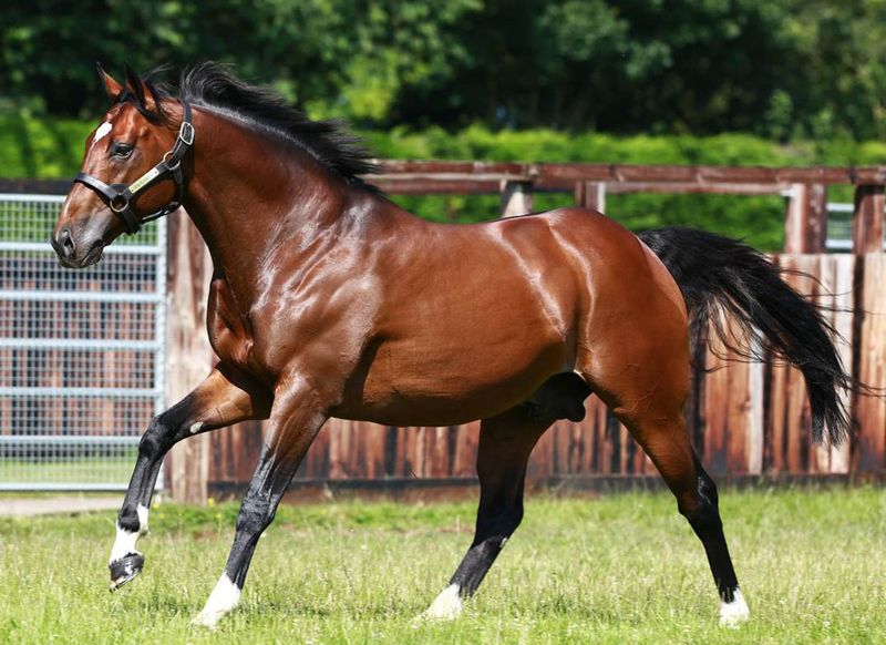 Frankel