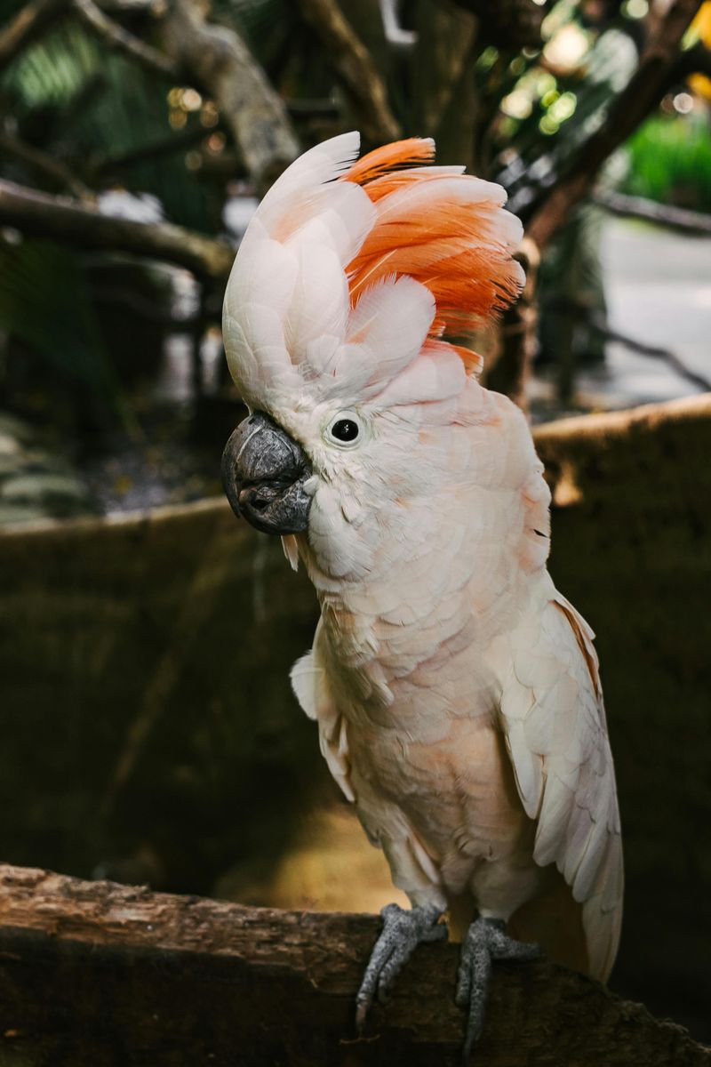 Fred the Cockatoo