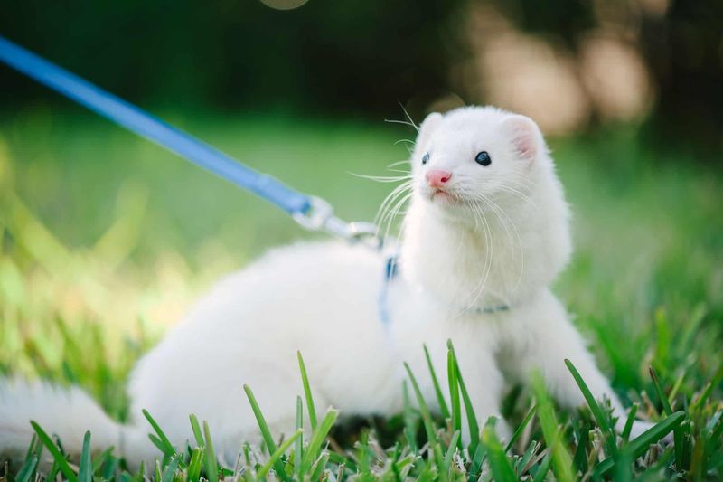 Freddie the Ferret