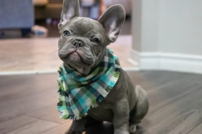 French Bulldog