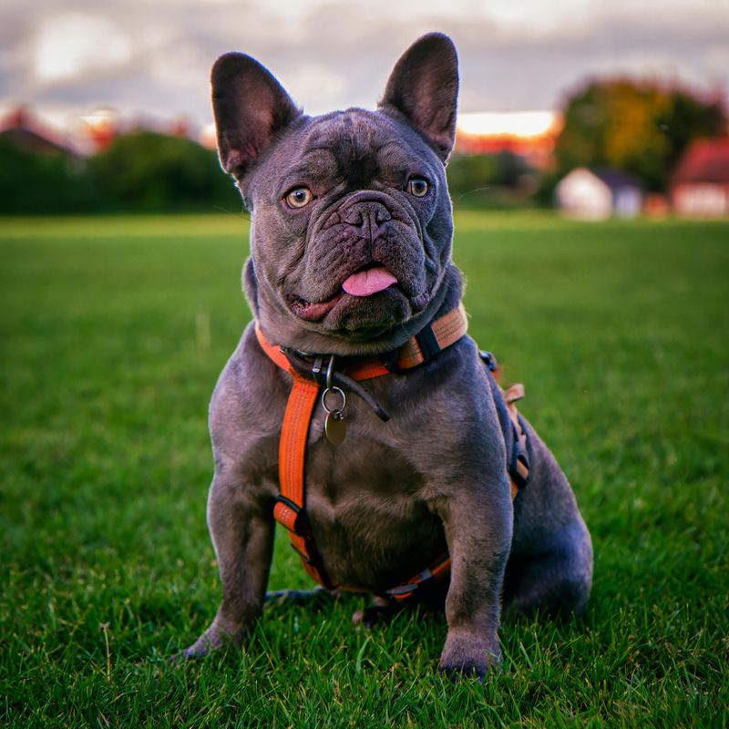 French Bulldog