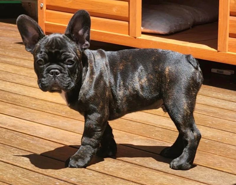 French Bulldog