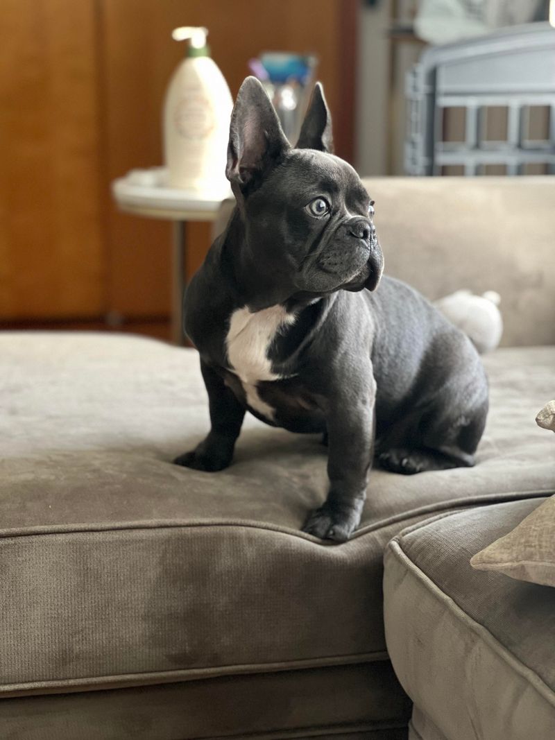 French Bulldog