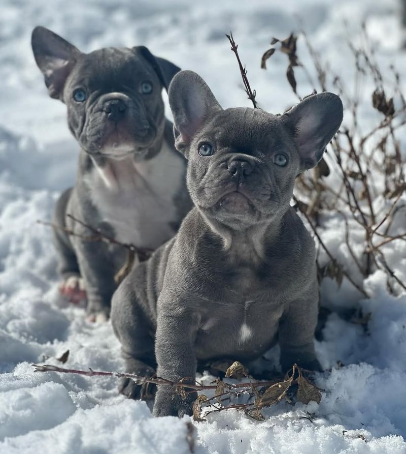 French Bulldog