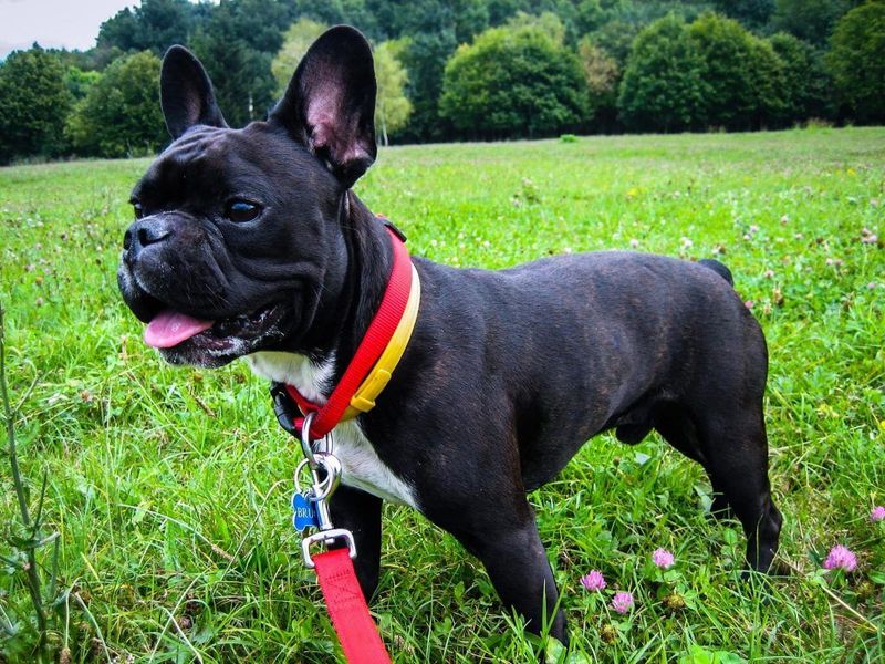 French Bulldog