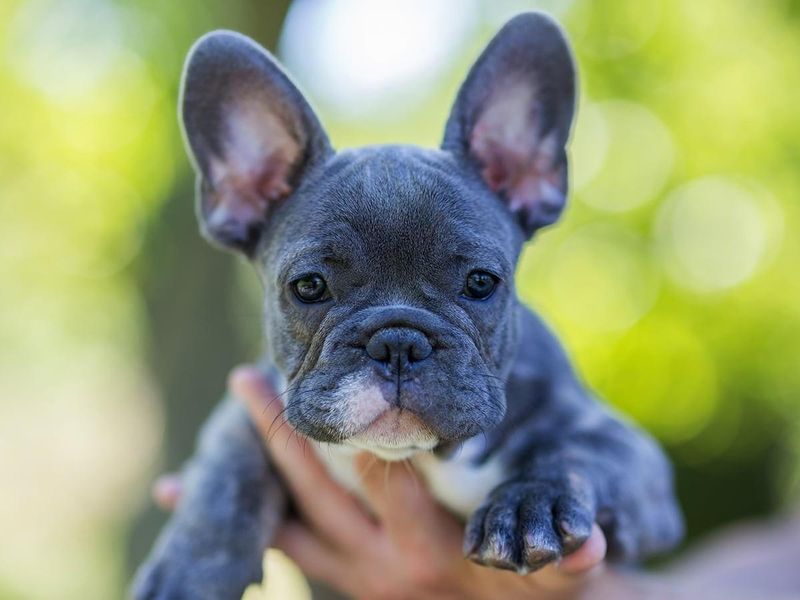 French Bulldog