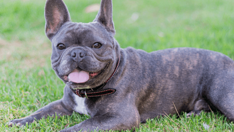 French Bulldog