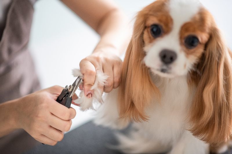 Frequent Pet Grooming