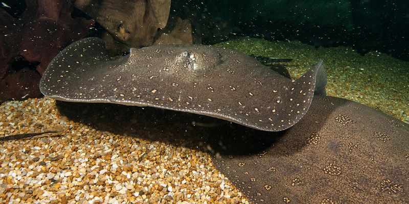 Freshwater Stingray