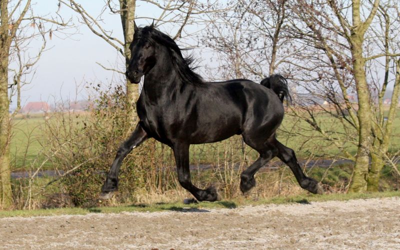 Friesian