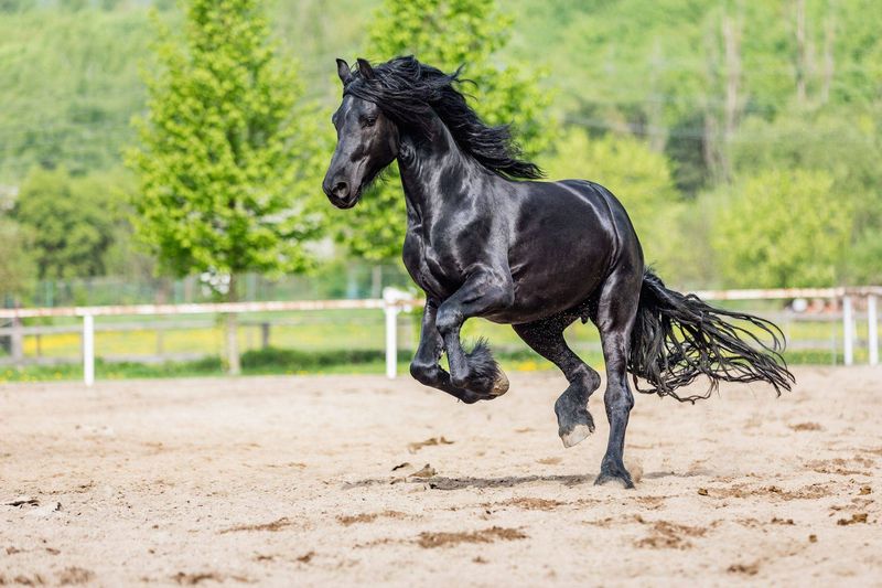 Friesian Horse