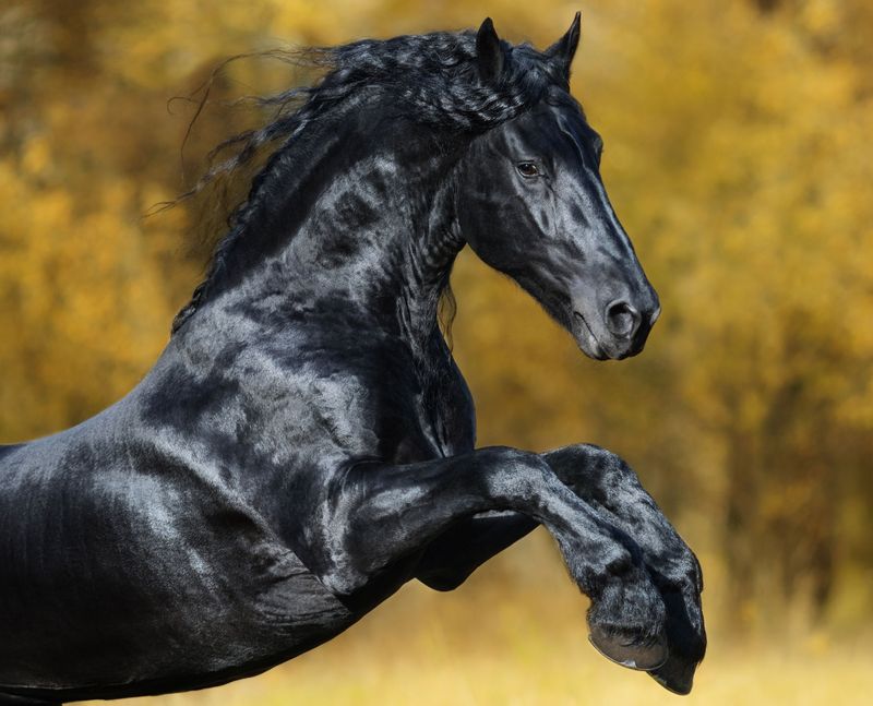 Friesian