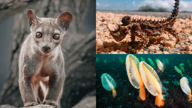 29 Frightening Wild Animals You Never Knew Lived in Our World