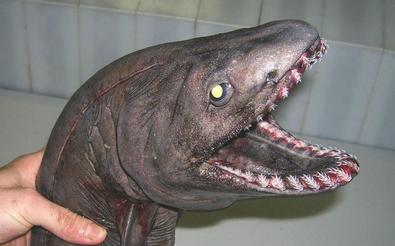 Frilled Shark