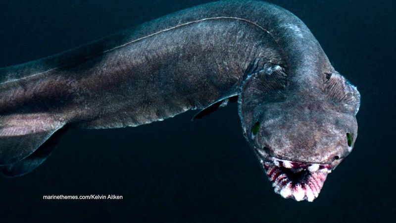 Frilled Shark