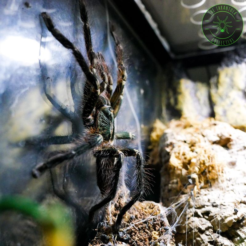 Fringed Ornamental Tarantula