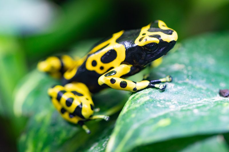 Frog's Toxicity and Coloration