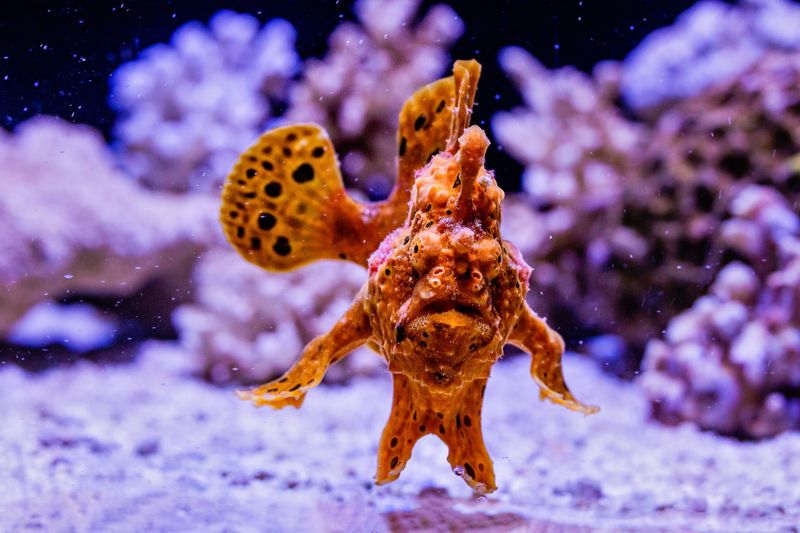 Frogfish: Speedy Ambusher