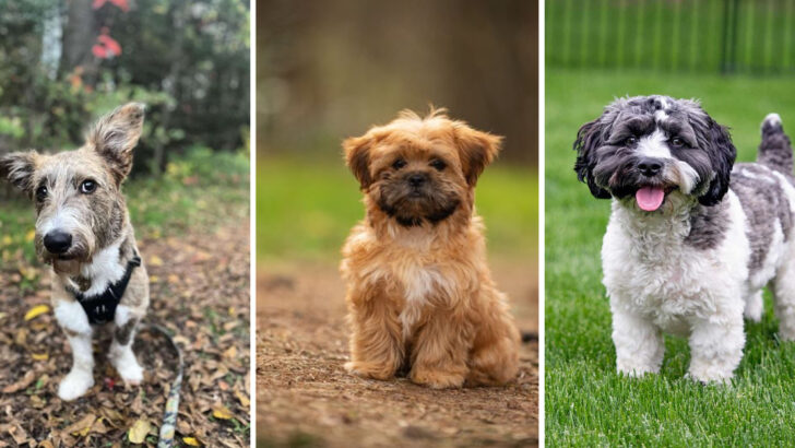 From Chorkies to Cheagles: 25 Delightfully Quirky Dog Mixes You Probably Never Heard Of