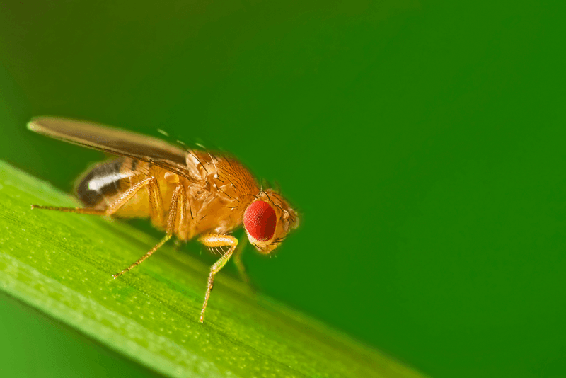 Fruit Fly