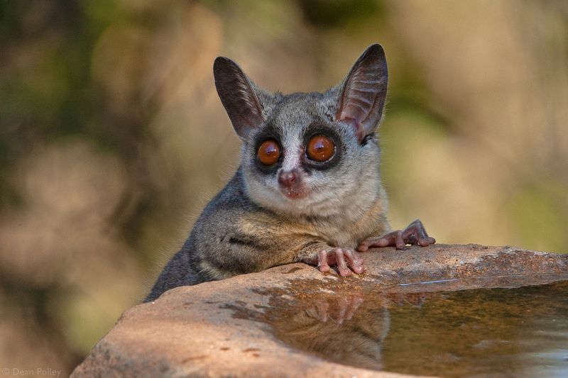 Galago