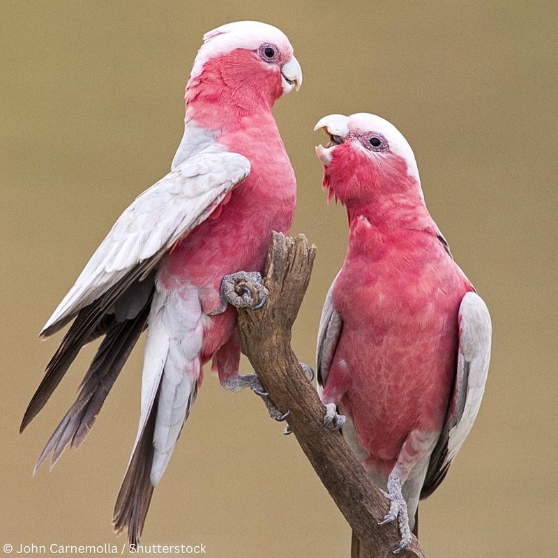 Galah Cockatoo