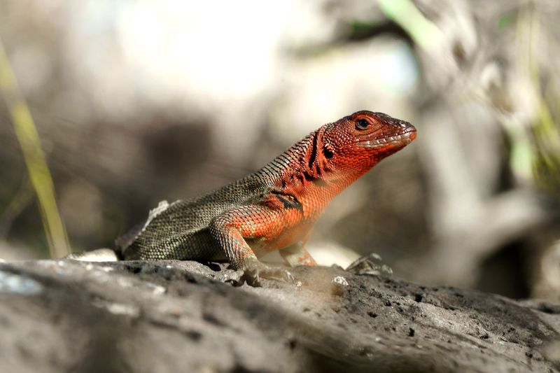 Galápagos Lava Lizard